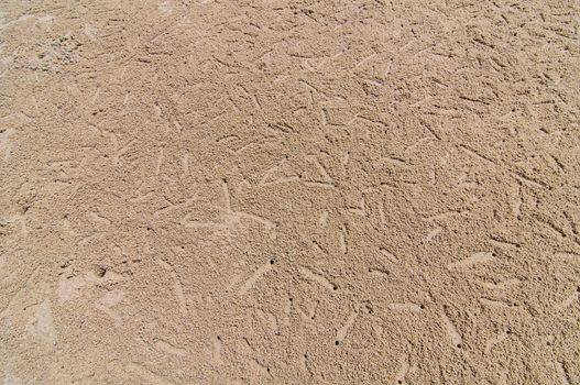 Crab hole on the beach is used background