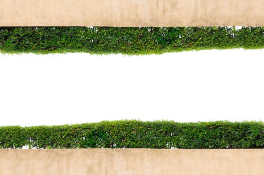 frame green grass isolated on the white background