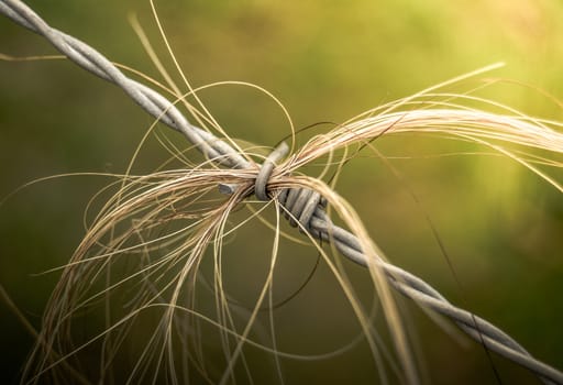 Retro Filtered Agricultural Concept Photo Of Animal Hair Caught On Barbed Wire