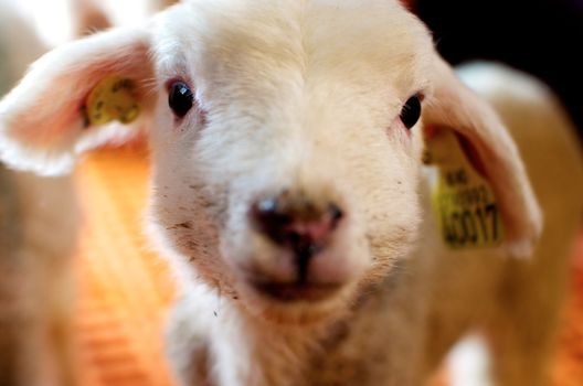Here you can see this curious fellor. Taken in Norway in the lambing-season.