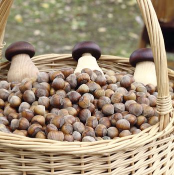 close up  the to basket pour the hazelnuts