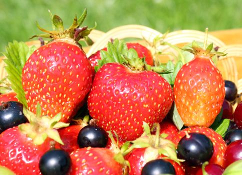  Fresh ripe strawberries, blackcurrants,cherry and gooseberries isolated in basket