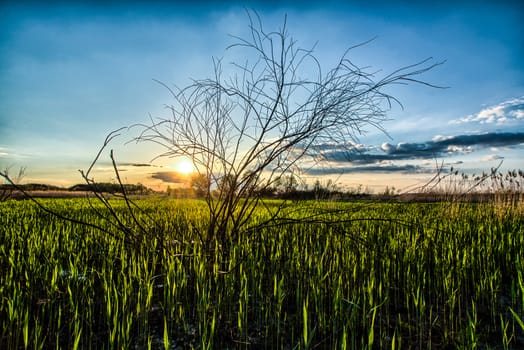 Sunset over the large field of the young corn