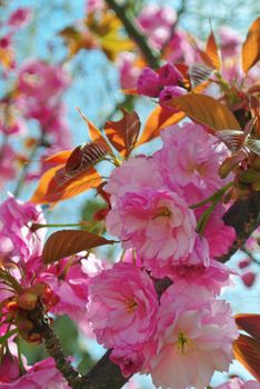 Peach flowers over a tree, close up