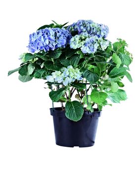Blue potted Hydrangea isolated over a white background with clipping path.
