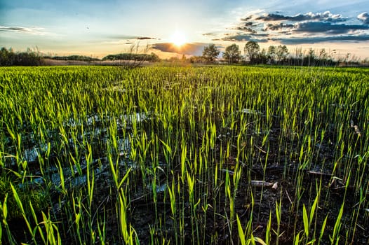 Sunset over the large field of the young corn