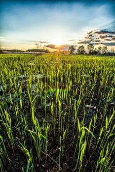 Sunset over the large field of the young corn
