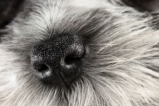 Parti Color Miniature Schnauzer dog nose close-up. Extreme shallow depth of field with selective focus on puppies nose.