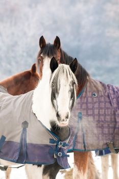 two horses in a snow covered paddock