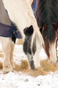 horses eating hay in a snowy paddock