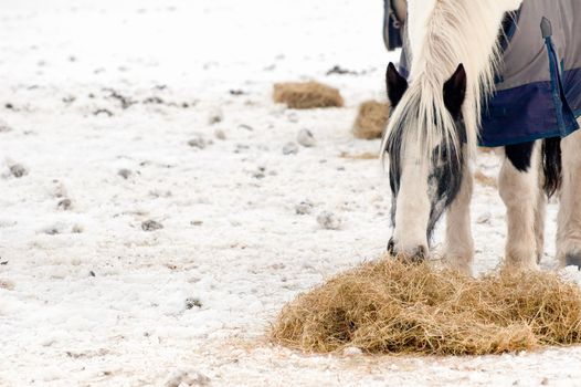 horse feeding in a snow covered paddock - space for text