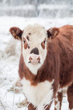 young female cow in a wintry field