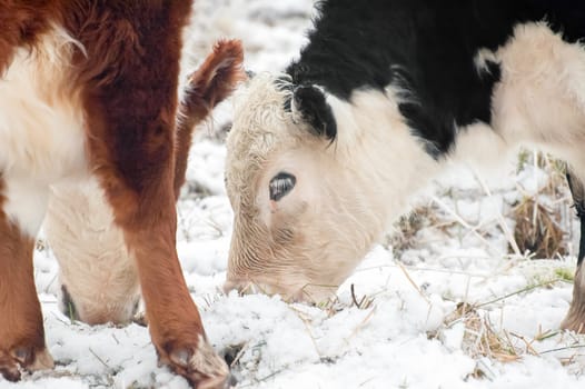 cattle grazing in a snow covered field