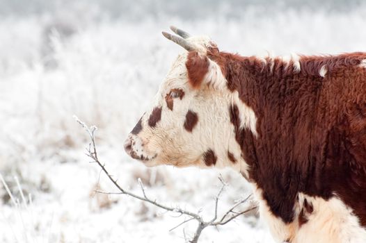 young bull in a snow covered field