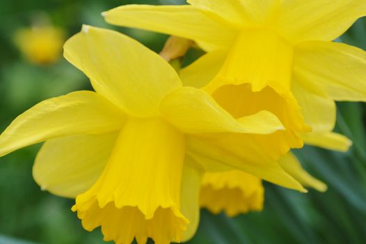 Colourful Spring flowering Daffodils.