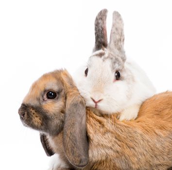 two cute Easter bunny playing on white background