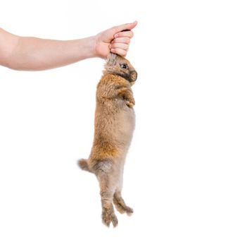 hand holding a brown rabbit by the ears isolated on white background