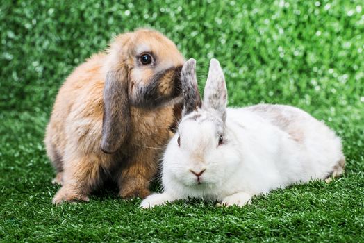 white and brown bunnies playing on a green lawn