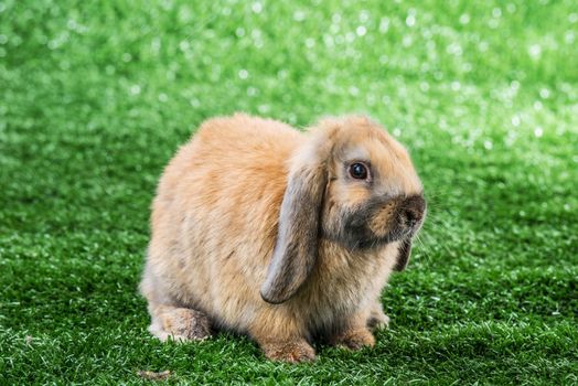 brown easter bunny on green lawn