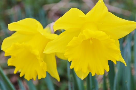 Close-up image of two yellow Daffodil blooms.