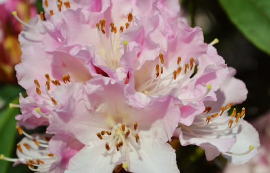 A close-up image of Rhododendron flowers.