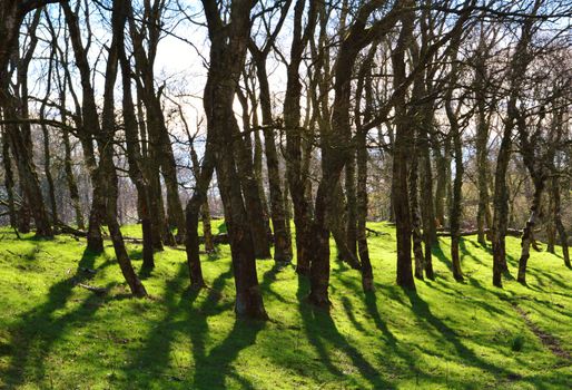 An image of a woodland scene.