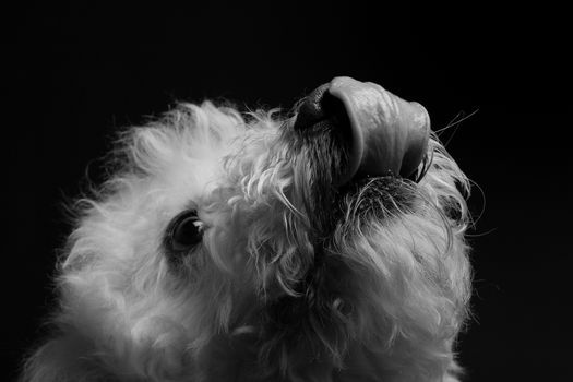 balck and white bichon dog portrait on black background