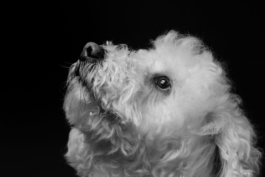 balck and white bichon dog portrait on black background