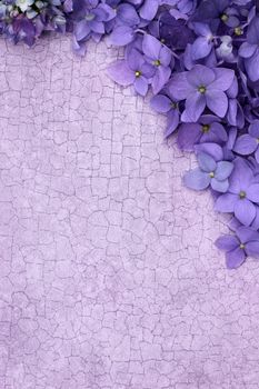 Purple Hydrangea blossomes over a craquelure background with room for copy space.