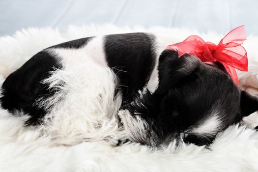 Nine week old parti-colored Mini Schnauzer sleeping on a white fur rug. Extreme shallow depth of field with selective focus on puppies face.