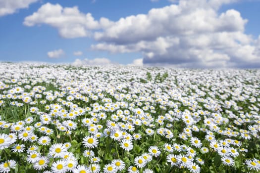 field of daisies with partially cloudy sky