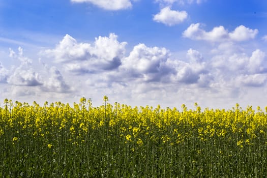 field of rapeseed in italy in a sunny day