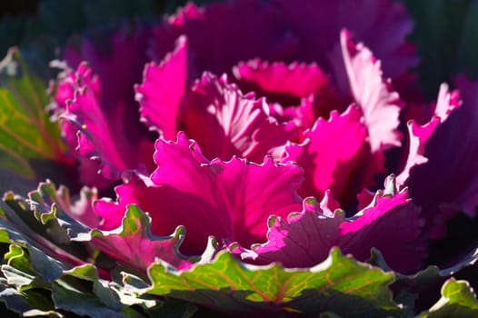 Beautiful veggie from Doi Tung,Chiangrai,Thailand