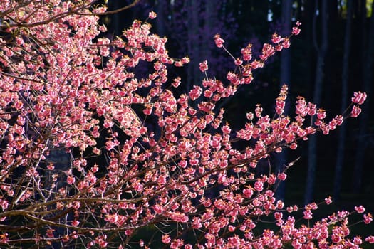 sakura at top of the mountain,Chiangmai,Thailand