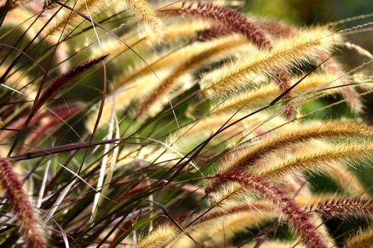 vivid grass flowers at Auang Khang,Chiangmai,Thailand