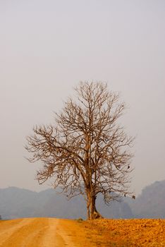 evening time at Rai Boon Rod,Chiang Rai,Thailand