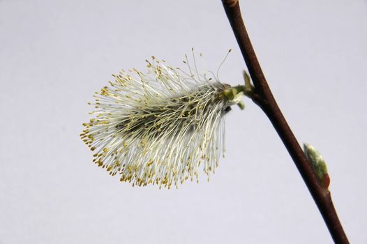 Pussy Willow macro against a white background