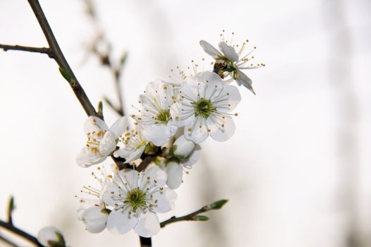 Wild cherry blossoms with white background macro