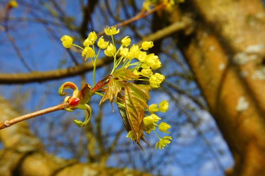yellow-green maple flowers macro