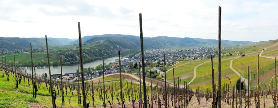 Wine village Kröv with vineyards in springtime