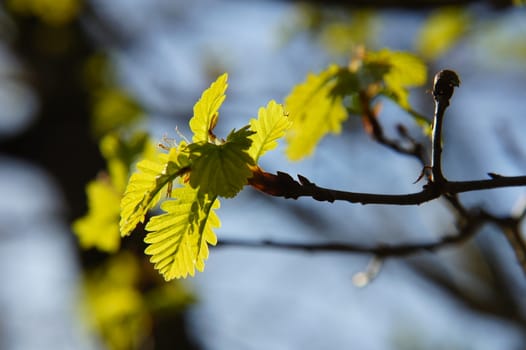 young oak leaves in backlight macro