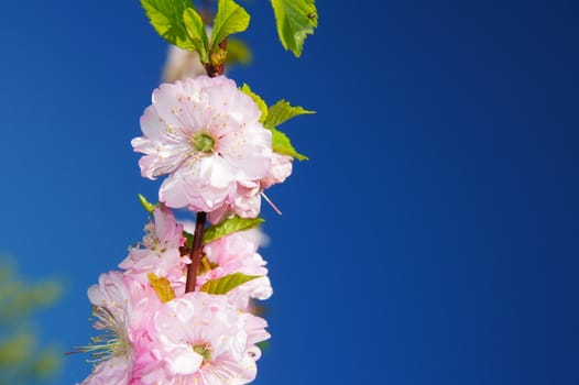 Ornamental almond blossoming branch macro