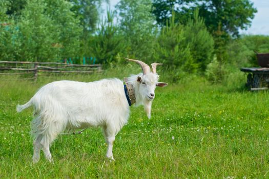 The picture of a goat on a meadow in Murom