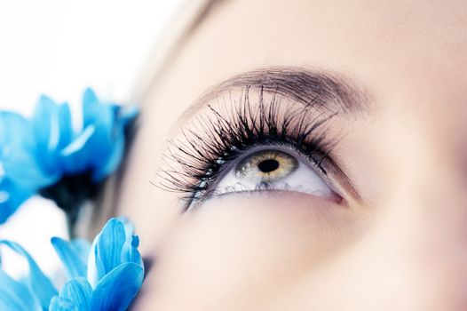 closeup of the eye of woman with creative eyelashes and blue daisy