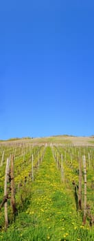 lots of blue sky and green vineyard in spring panoramic
