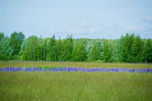 The picture of the green meadow with blue flowers
