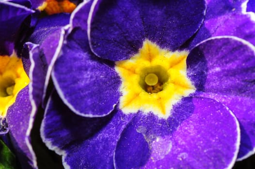 blue primula flowers macro closeup, selective focus