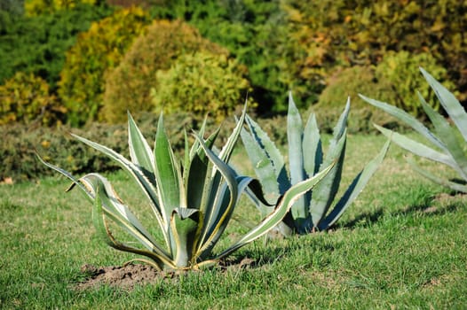 agava outdoor at grass in summer garden