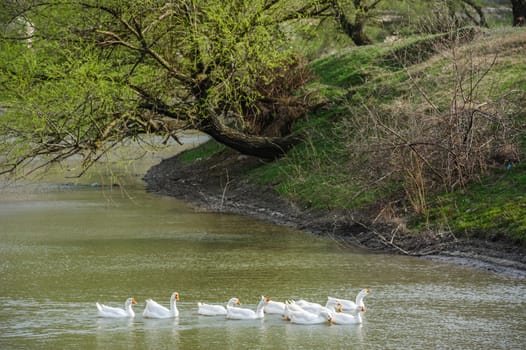 white domestic geese sweeming on river water