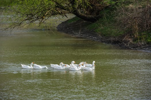 white domestic geese sweeming on river water
